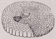 Orbitolites