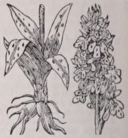 Orchis