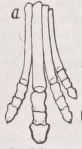 Orohippus