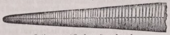 Orthoceras