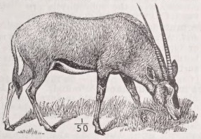 Oryx