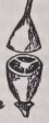 Ovary