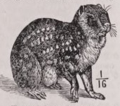 Paca