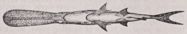 Paddlefish