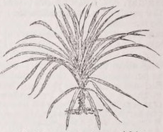 Pandanus