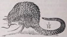 Pangolin