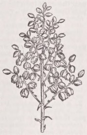 Panicle