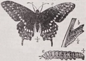 Papilio