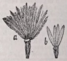 Pappus