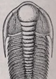 Paradoxides