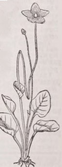 Parnassia