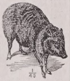 Peccary