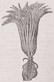 Pentacrinus
