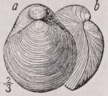 Pentamerus