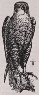 Peregrine
