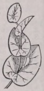 Perfoliate