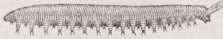 Peripatus