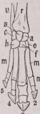 Perissodactyla