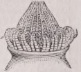 Peristome