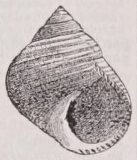 Periwinkle