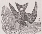 Petrel