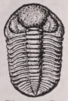 Phacops