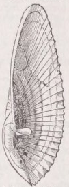 Pholas