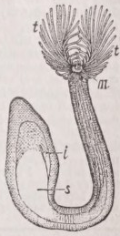 Phoronis