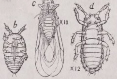 Phylloxera