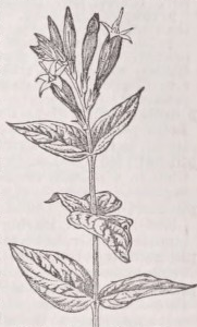 Pinkroot