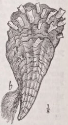 Pinna