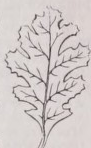 Pinnatifid