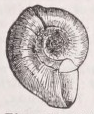 Planorbis