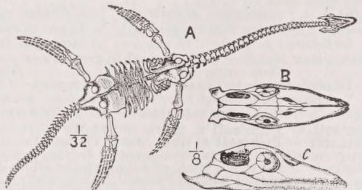 Plesiosaurus