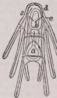 Pluteus