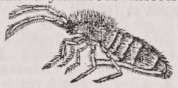 Podura