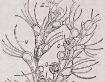 Bryozoa