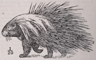 Porcupine