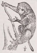 Potto