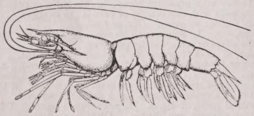 Prawn