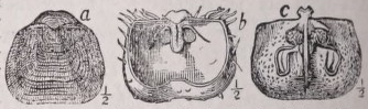 Productus