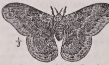 Promethea