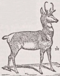Pronghorn