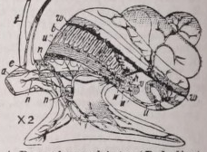Prosobranchiata