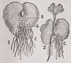 Prothallus