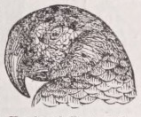 Psittaci