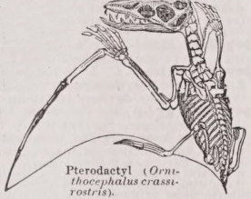 Pterodactyl