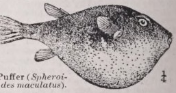 Puffer