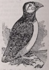 Puffin