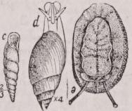 Pulmonata